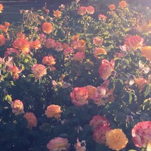 Meet your Posher, Mariah